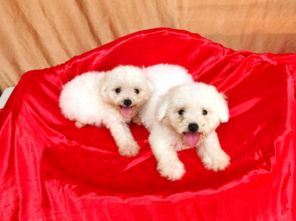 图 成都精品宠物繁殖基地长期出售比熊幼犬 保证品质健康 成都宠物狗