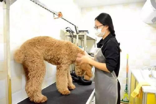 芭菲宠家宠物用品加盟费多少钱 总投资17.8万元 加盟费查询网