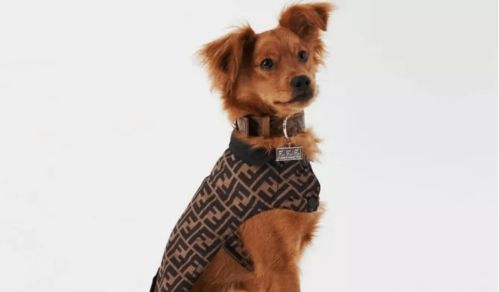 国际风向标 宠物用品配饰一片蓝海,品牌纷纷入局