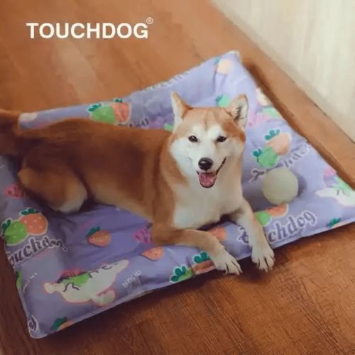 国际风向标 宠物用品配饰一片蓝海,品牌纷纷入局