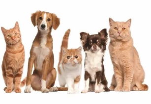 2018巴西宠物展,我们继续 打call 提前预定可享受最大优惠