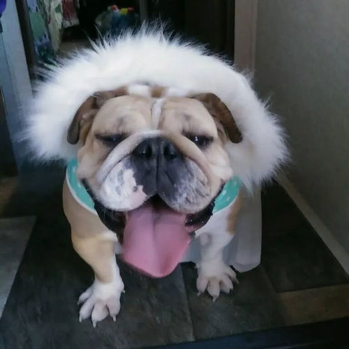 当法斗和英斗都穿上裙子,一个是公主 另一个是主公