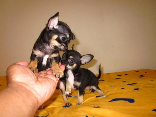 精品吉娃娃 纯种健康承诺与贴心服务