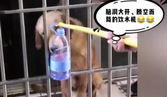 一根晾衣架的生命之桥 善良邻居六天送粮救活饿到皮包骨的金毛