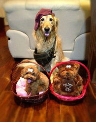 狗狗帅气潮人装 宠物衣架的时尚革命